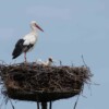 Stork og unge i rede Stork