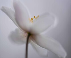 Motiv med Anemone helt tætpå Motiv med Anemone makro