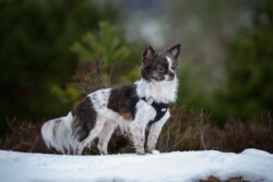 Stående chihuahua portræt Portræt af stående hund