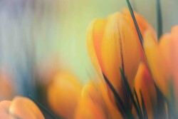 Motiv med krokus helt tæt på Motiv med krokus