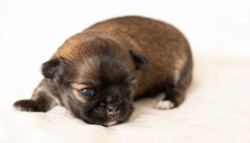 Hundehvalp 2 uger gammel Portræt af hundehvalp