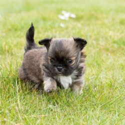 Hundehvalp 4 uger gammel - hundeportræt Portræt hundehvalp 4 uger gl