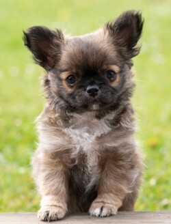 Hundehvalp 8 uger gammel portræt af hundehvalp 8 uger