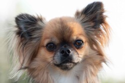 Ansigt af chihuahua chihuahua portræt