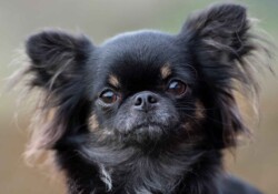 Portræt af chihuahua Hundeportræt chihuahua