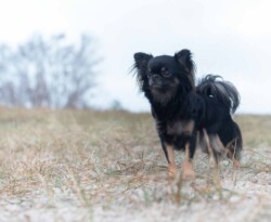 Stående chihuahua stående chihuahua hundeportræt