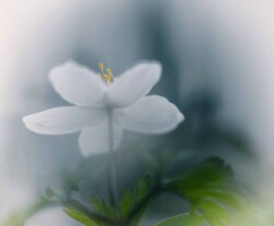 Motiv med hvid anemone Motiv med hvid anemone på sydals