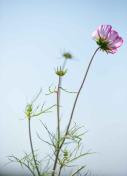 Motiv fra grøftekanten i dk Motiv med grøftekant på Sydals