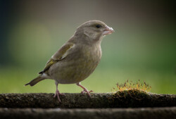 Grønirisk ved fuglebadekarret Grønirisk ved fuglebadekarret
