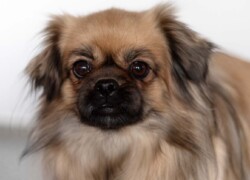 Portræt af tibetansk spaniel Hundeportræt tibetansk spaniel