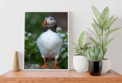 motiv på hylde motiv af søpapegøje i ramme