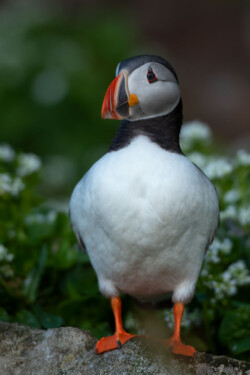 Søpapegøje i NordNorge Søpapegøje - lunde