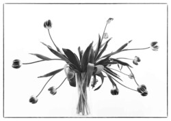 Visne tulipaner Visne tulipaner