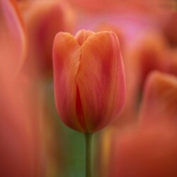 Rød tulipan Rød tulipan