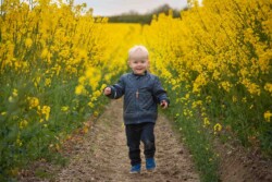 Dreng i rapsmark Dreng i rapsmark