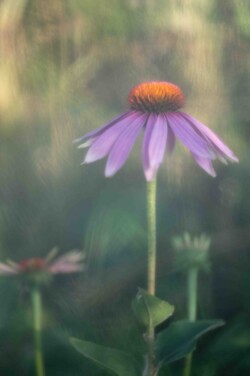 Solhat i aftensolen Solhat i aftensolen