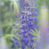 Lupin