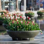 Motiv ved Rijksmuseum