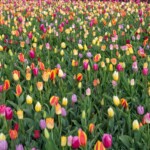 Keukenhof blomsterpark