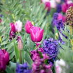 Keukenhof blomsterpark