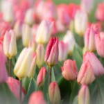 Keukenhof blomsterpark