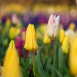 Keukenhof blomsterpark