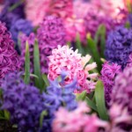 Keukenhof blomsterpark