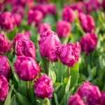 Keukenhof blomsterpark