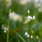 Keukenhof blomsterpark