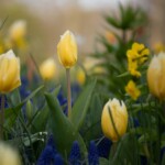 Keukenhof blomsterpark