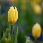 Keukenhof blomsterpark
