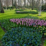 Keukenhof blomsterpark