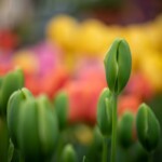 Keukenhof blomsterpark