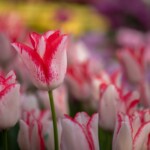 Keukenhof blomsterpark