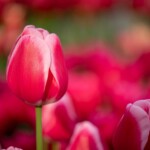 Keukenhof blomsterpark