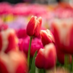 Keukenhof blomsterpark