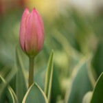 Keukenhof blomsterpark