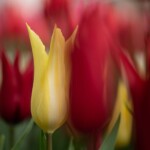 Keukenhof blomsterpark