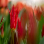 Keukenhof blomsterpark