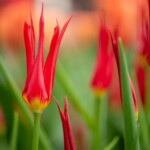 Keukenhof blomsterpark