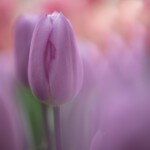 Keukenhof blomsterpark