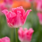Keukenhof blomsterpark