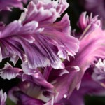 Keukenhof blomsterpark