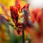 Keukenhof blomsterpark