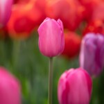 Keukenhof blomsterpark