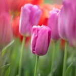 Keukenhof blomsterpark