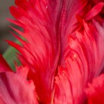 Keukenhof blomsterpark