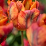 Keukenhof blomsterpark