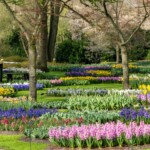 Keukenhof blomsterpark