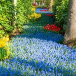 Keukenhof blomsterpark